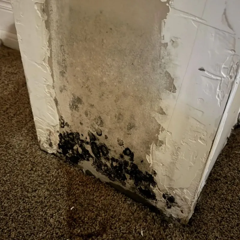 Professional Mold Removal in Annandale, MN